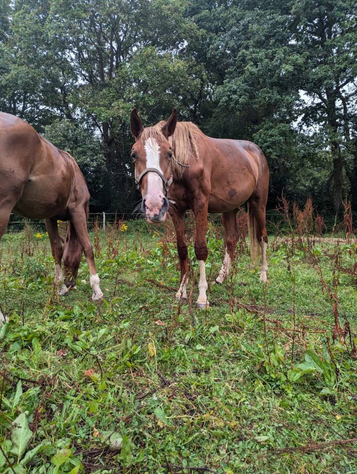 Jument Chacoon blue x Kannan 3 ans