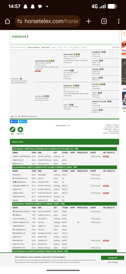 Jument Chacoon blue x Kannan 3 ans