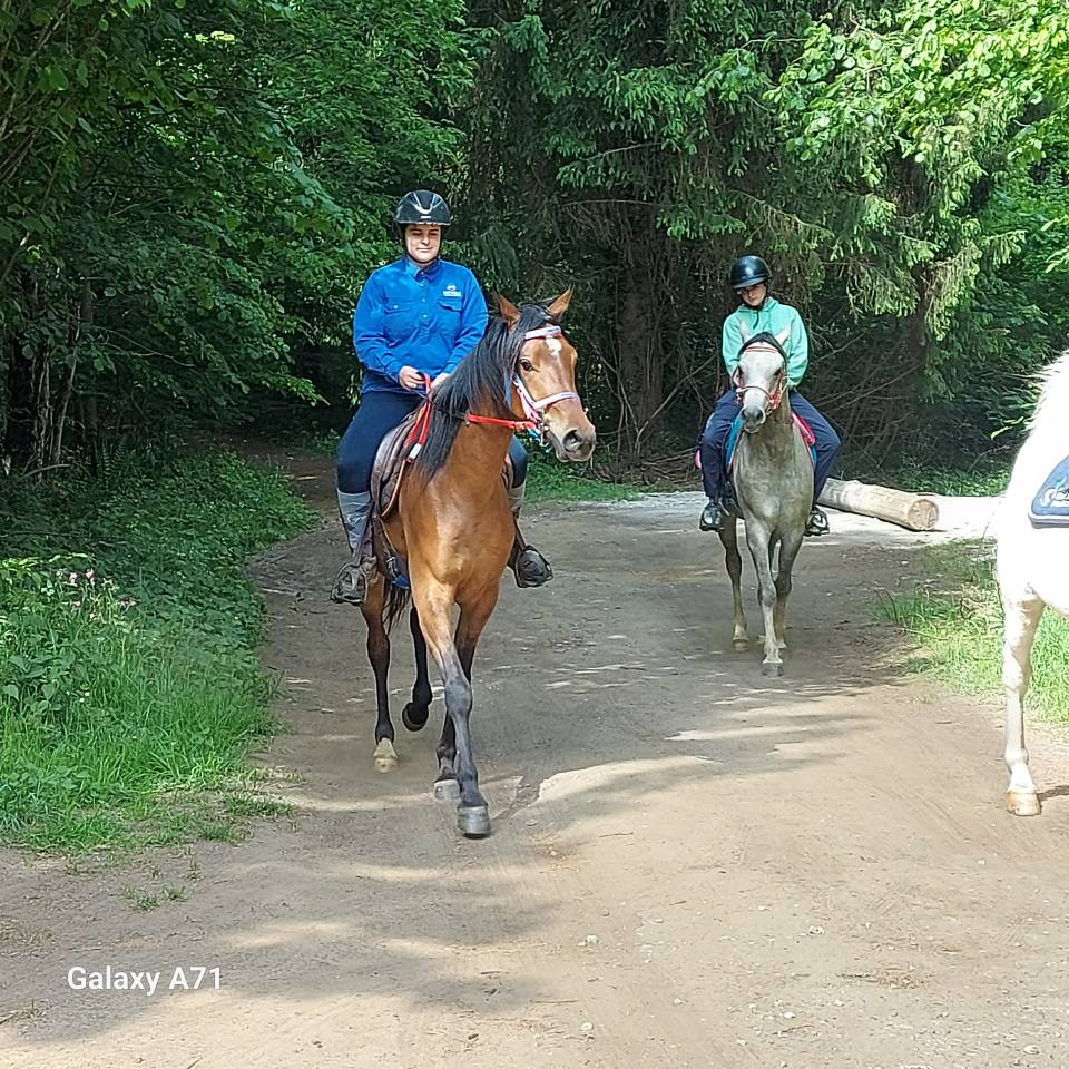 Hongre arabe 3,5 ans