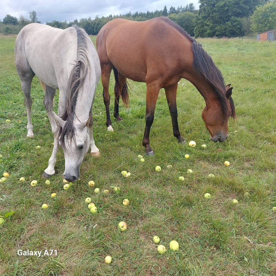 Hongre arabe 3,5 ans
