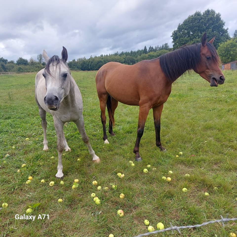 Hongre arabe 3,5 ans
