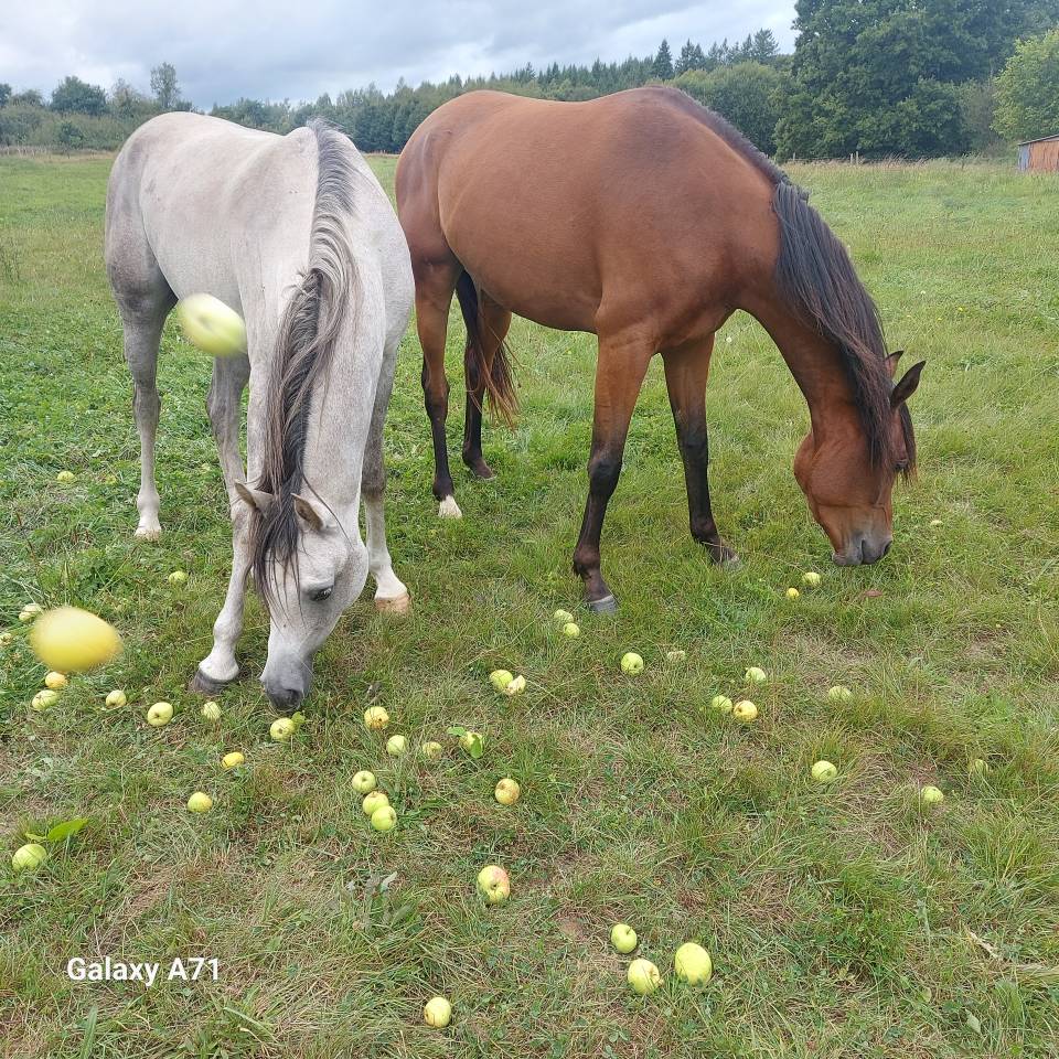 Hongre arabe 3,5 ans