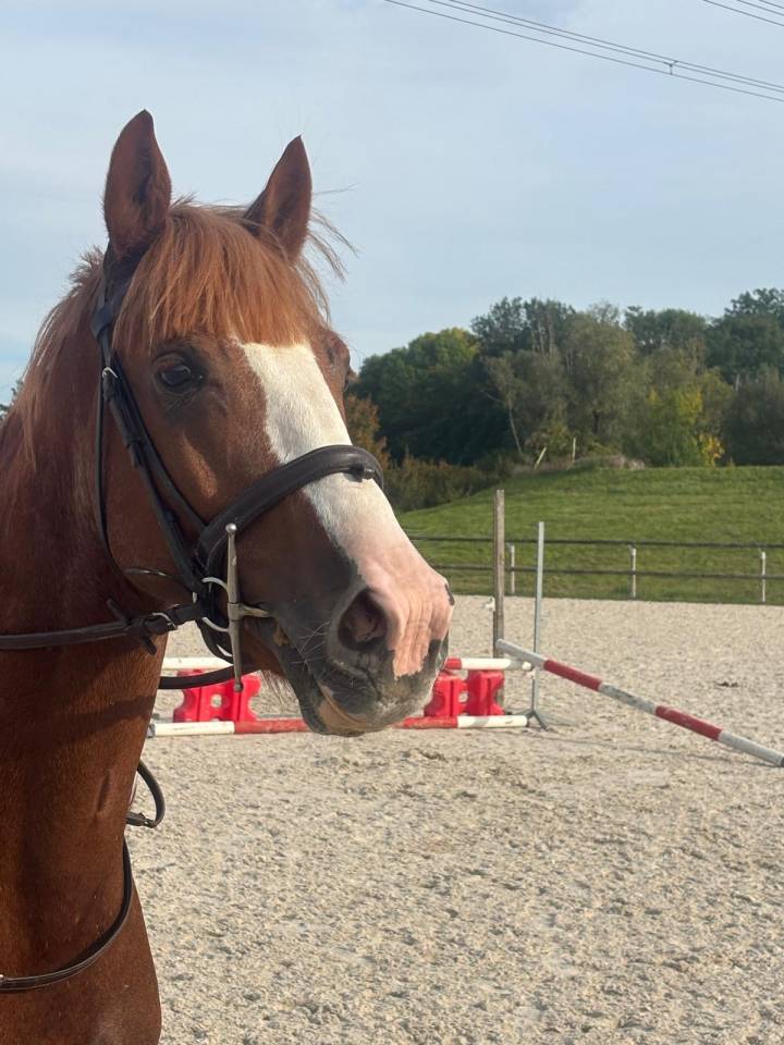 Joli hongre de 5 ans 