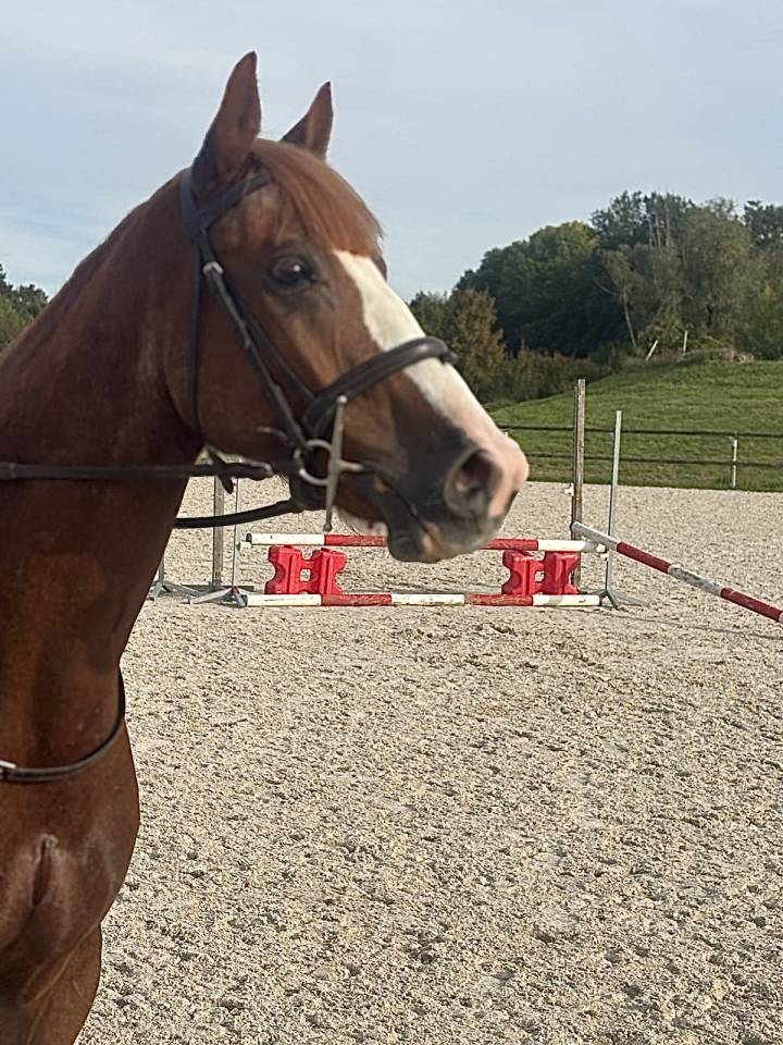 Joli hongre de 5 ans 