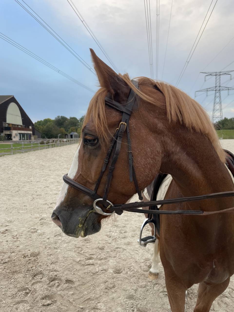 Joli hongre de 5 ans 