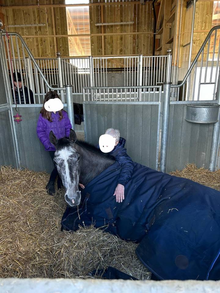 Vends magnifique jument PS grise de 4 ans