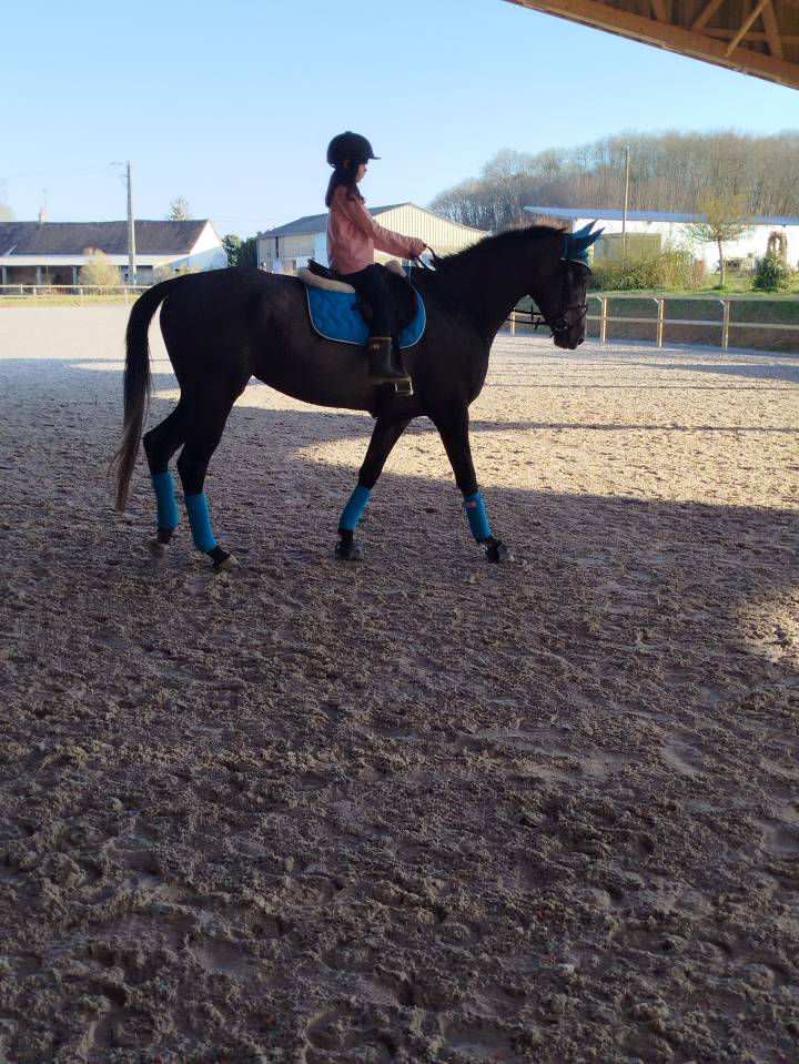 Vends magnifique jument PS grise de 4 ans