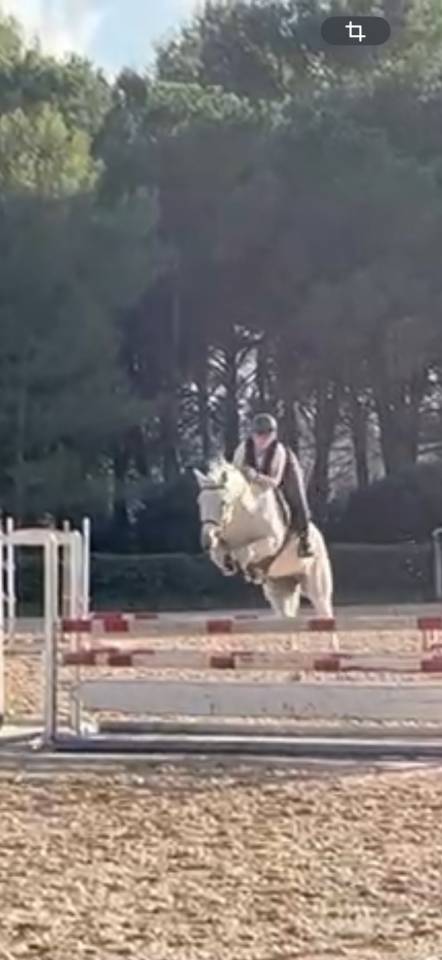 Poney Connemara en demie pension à Puyricard 