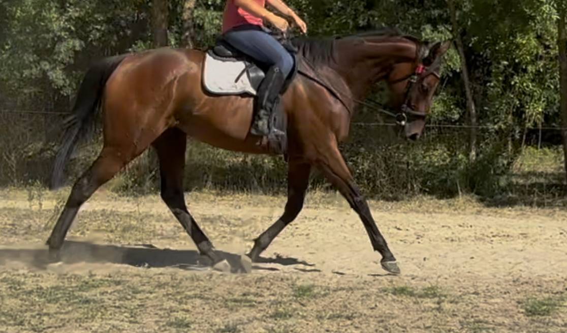 Magnifique jument 4 ans env 1m60 tous niveaux