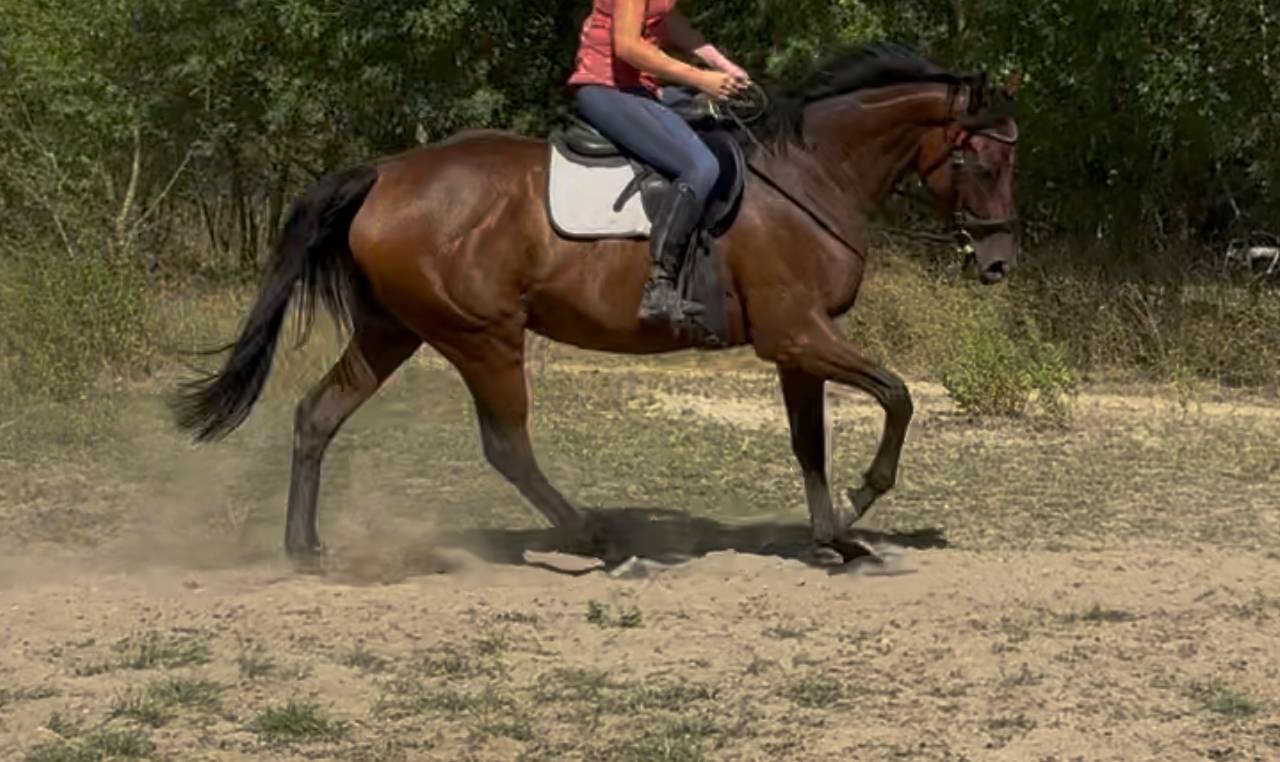 Magnifique jument 4 ans env 1m60 tous niveaux