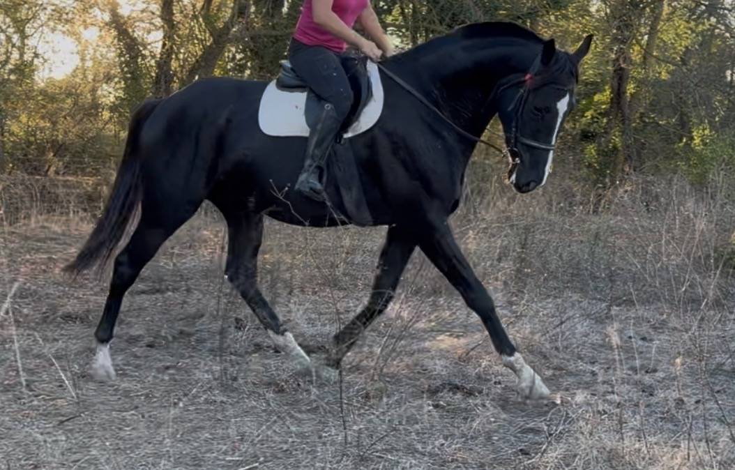 Cheval de Rêve Hongre Noir 1m80 5 ans 