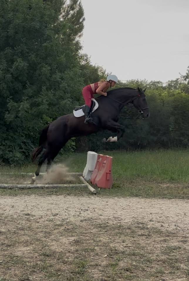 Cheval de Rêve Hongre Noir 1m80 5 ans 