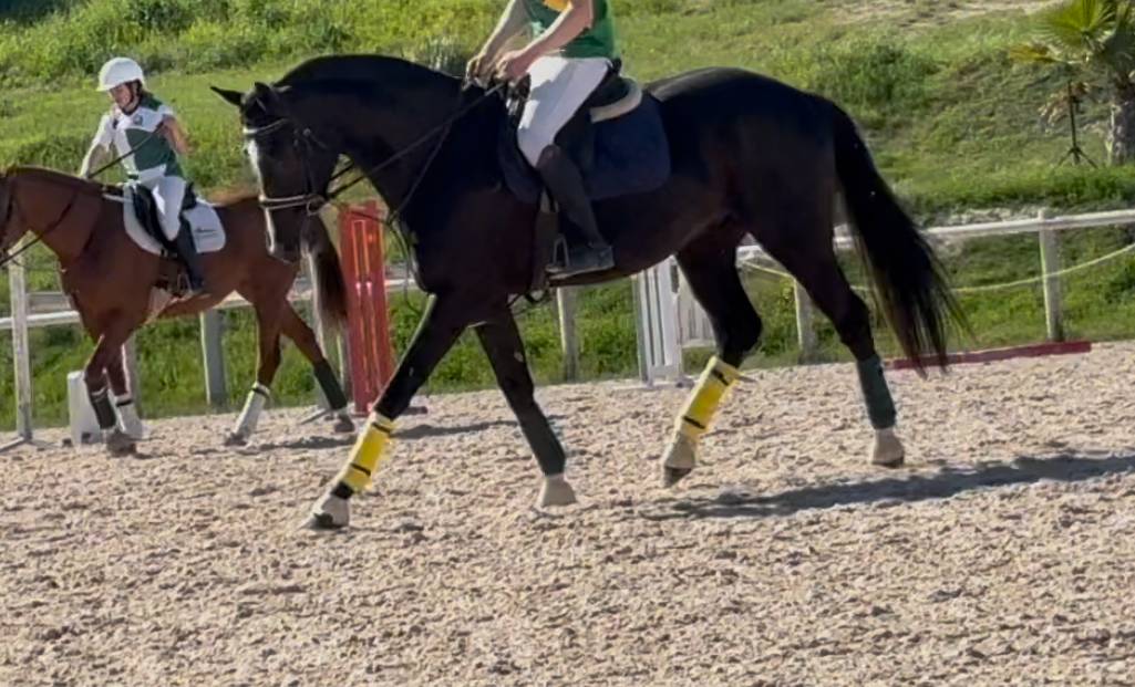 Cheval de Rêve Hongre Noir 1m80 5 ans 