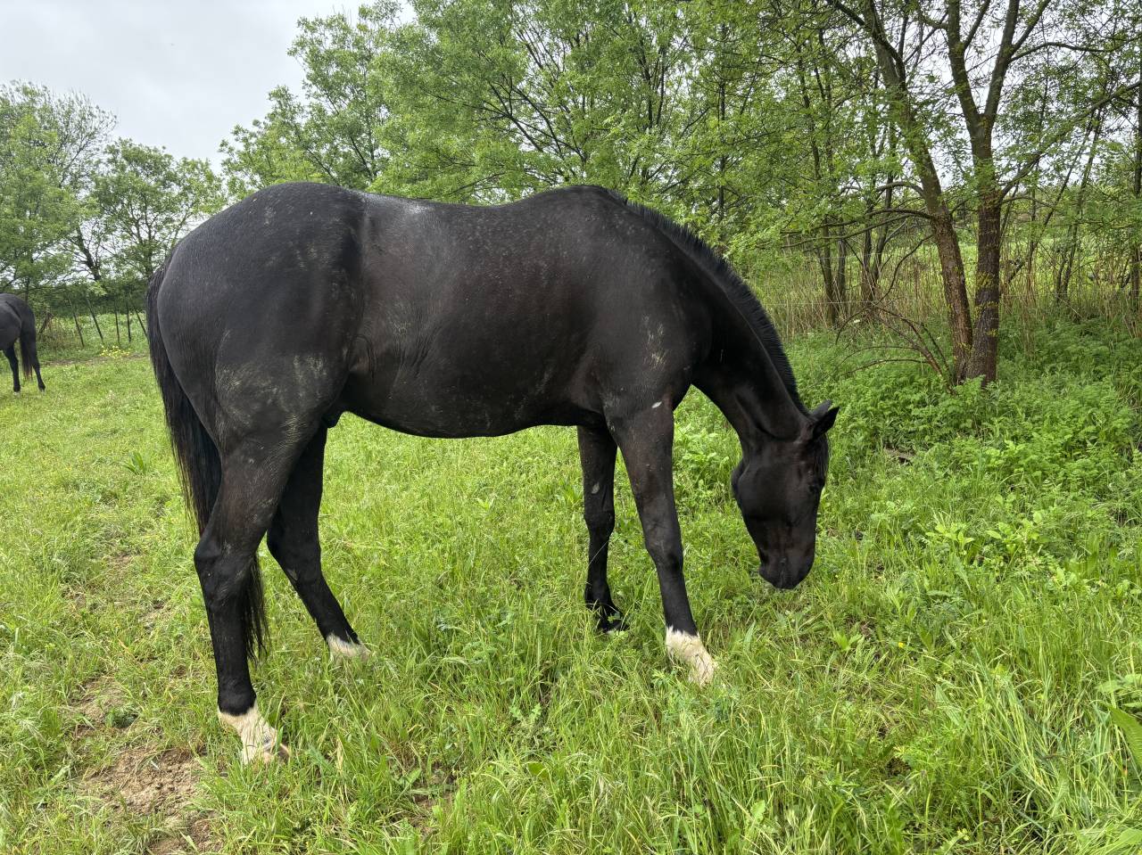 Cheval de Rêve Hongre Noir 1m80 5 ans 