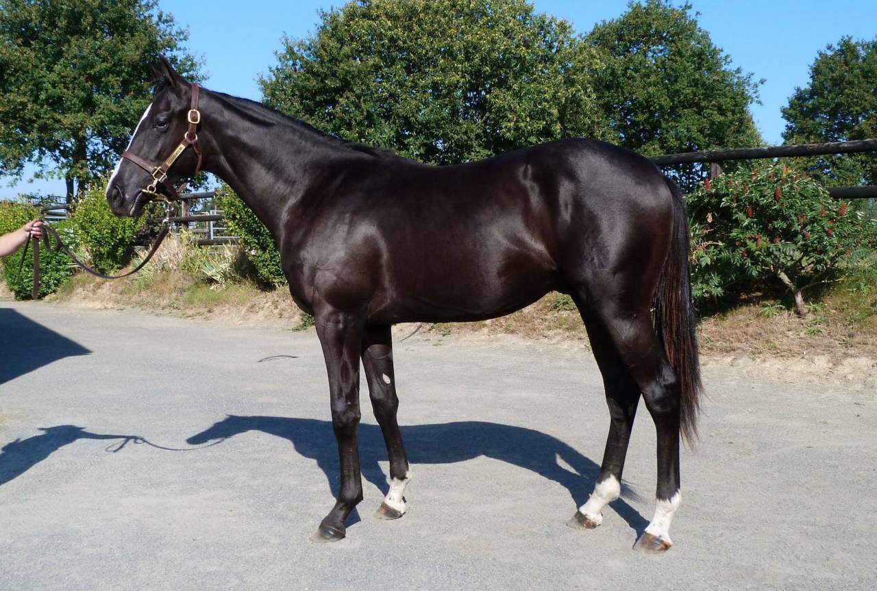 Cheval de Rêve Hongre Noir 1m80 5 ans 