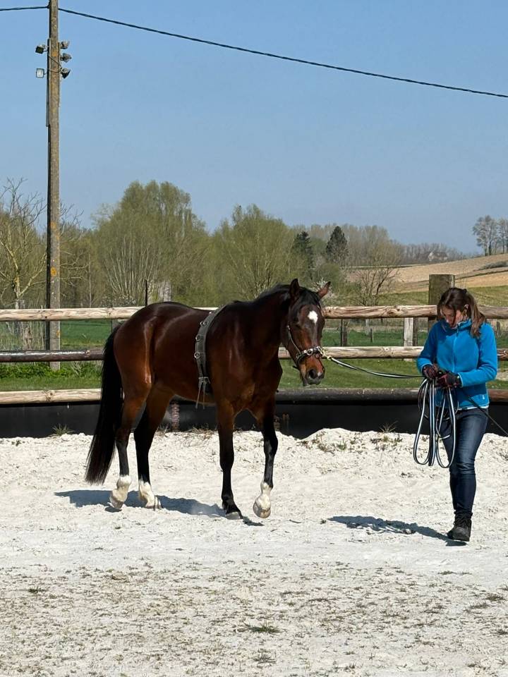 Hongre 4 ans par SEZUAN's DONNERHALL