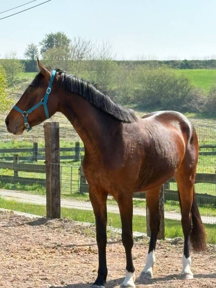 Hongre 4 ans par SEZUAN's DONNERHALL