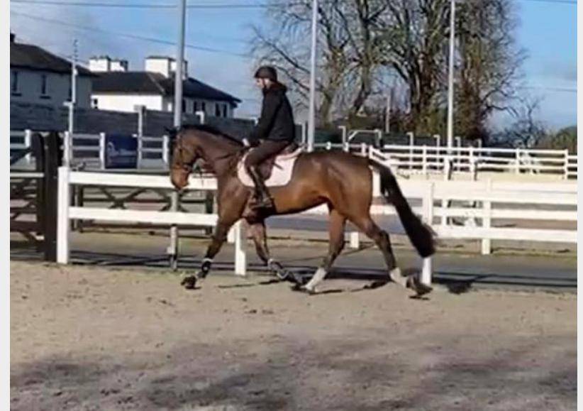 Super Gelding for Sale