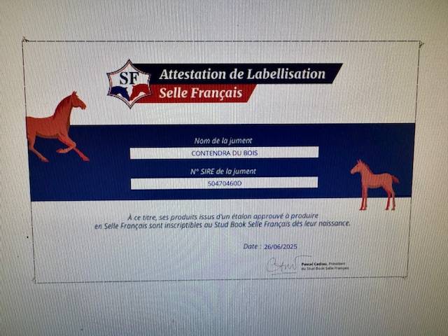 POULINIERE HANOVRIENNE 6 ans PLEINE POUR 2026 DRESSAGE