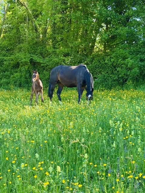 POULINIERE HANOVRIENNE 6 ans PLEINE POUR 2026 DRESSAGE