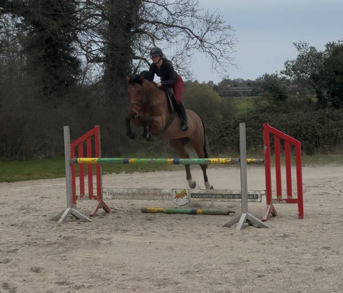 Joli hongre SF 7 ans 