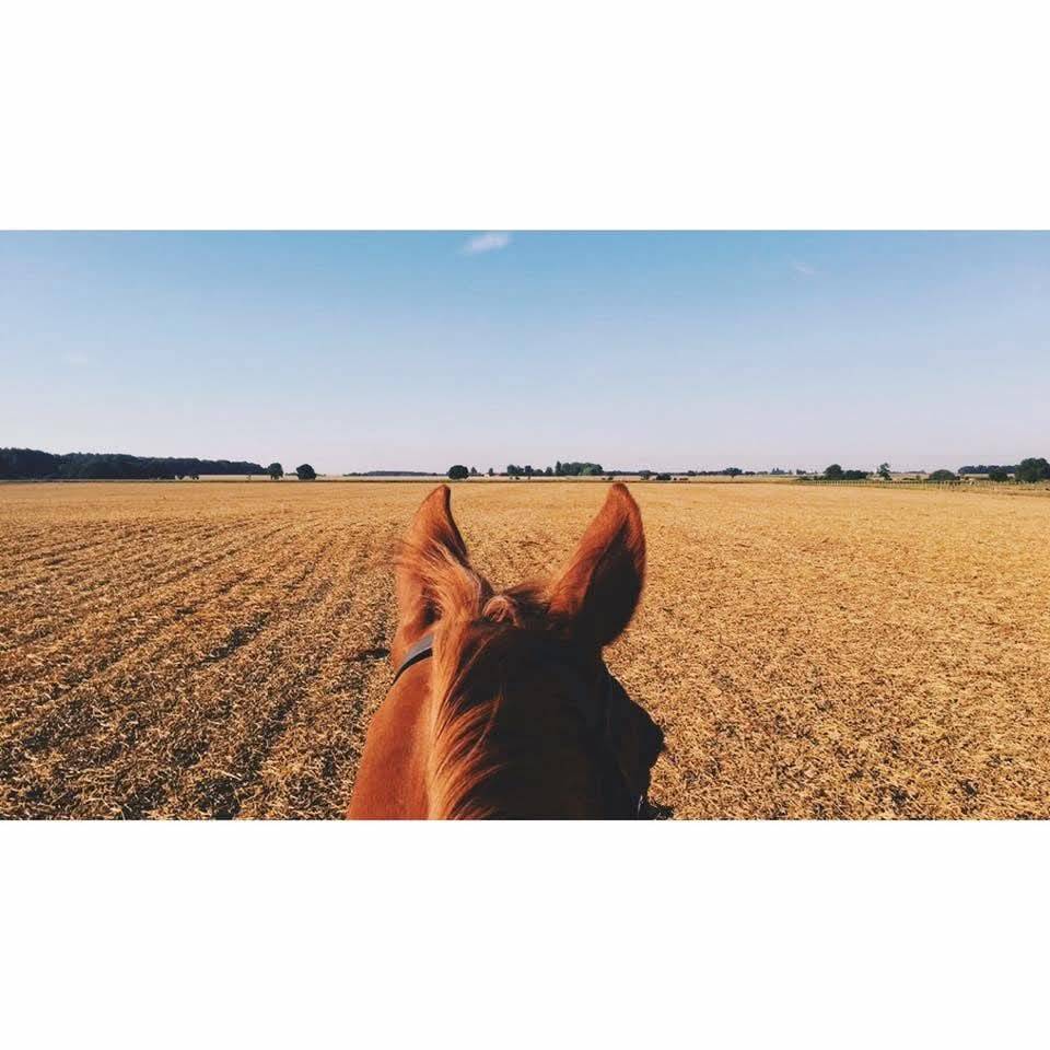 Apprentissage palefrenier-soigneur 