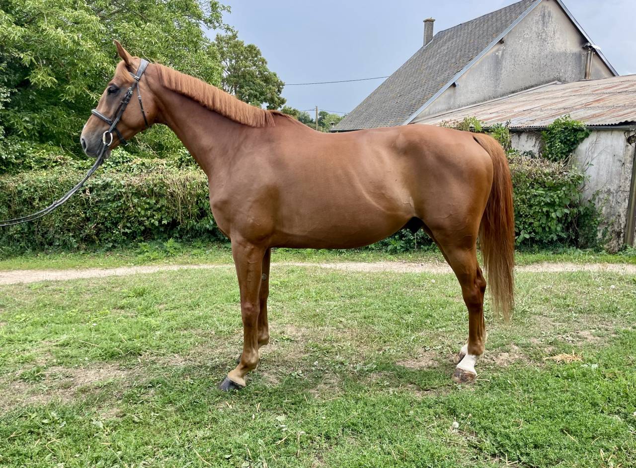 Hongre SF 6 ans pour amateur 