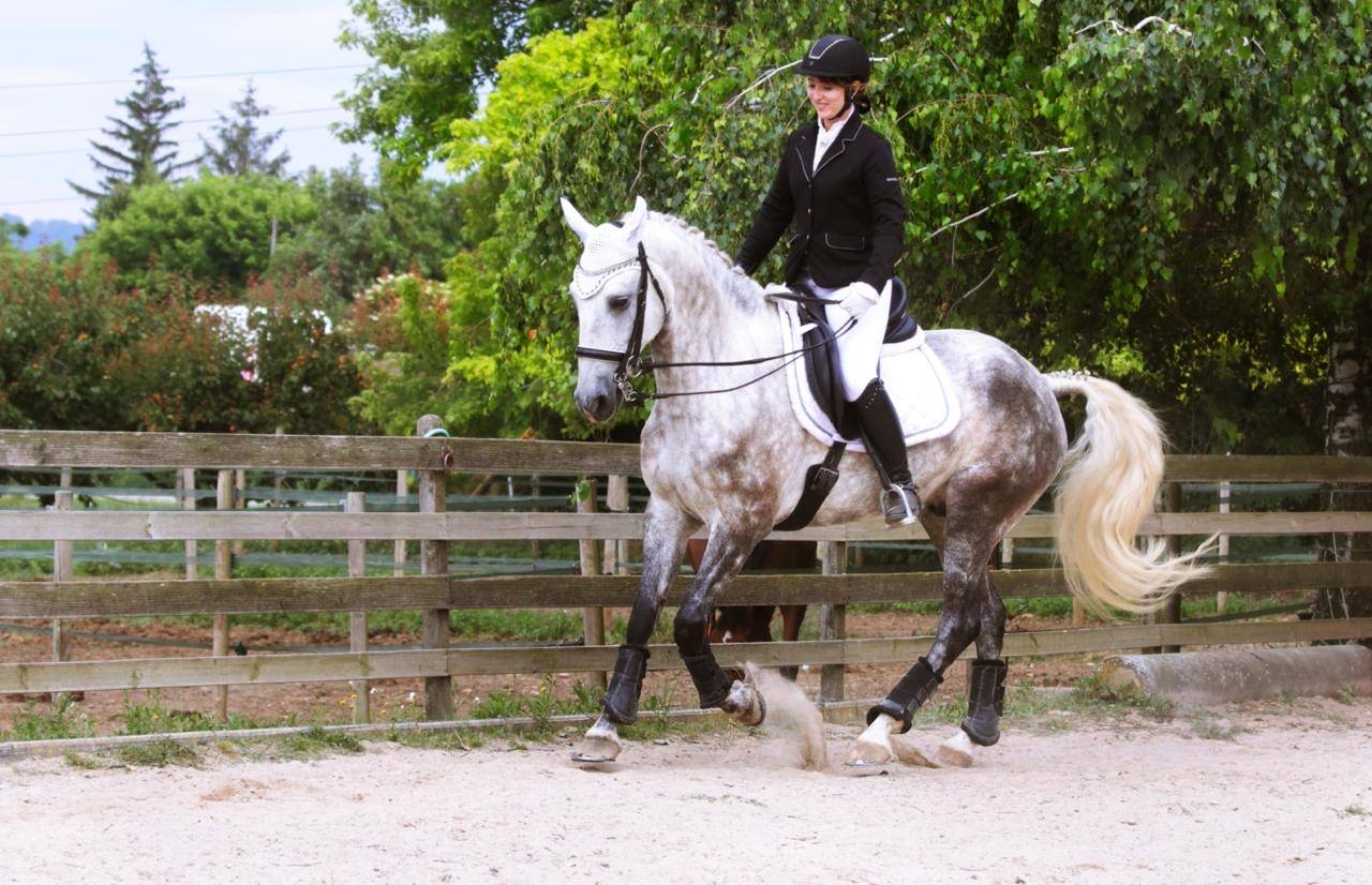 Demi pension cheval espagnol 