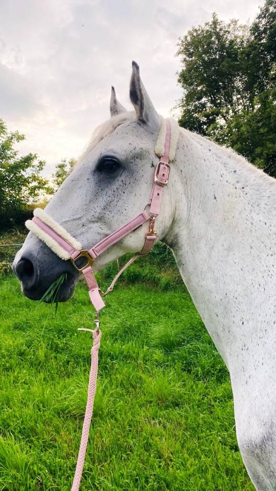 Demi pension cheval espagnol 