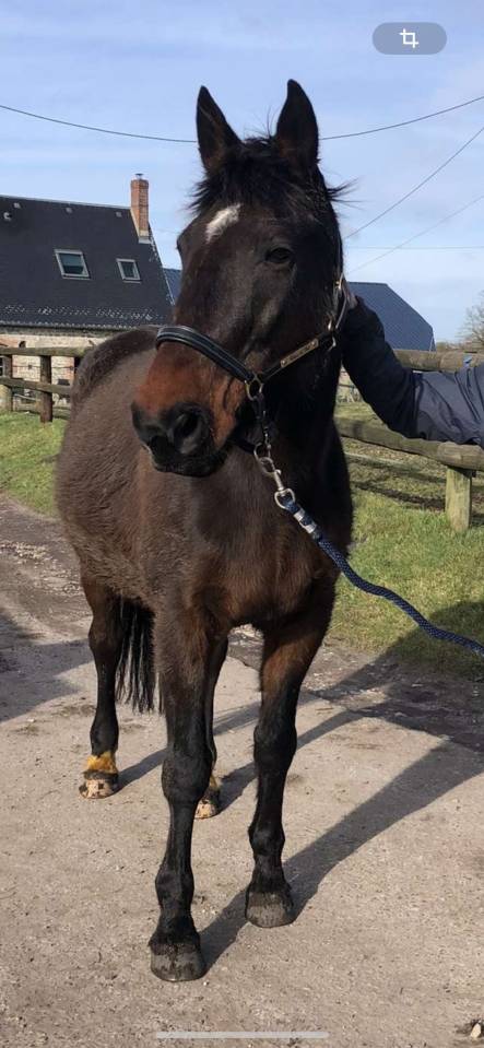 Virtuose du parc, hongre de 16ans