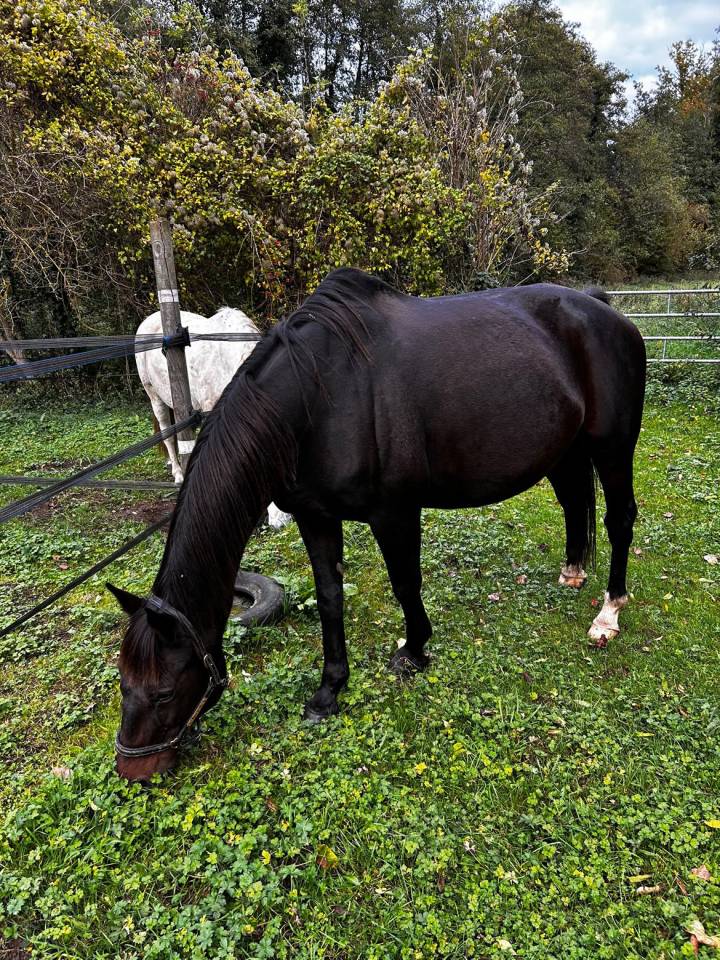 Virtuose du parc, hongre de 16ans