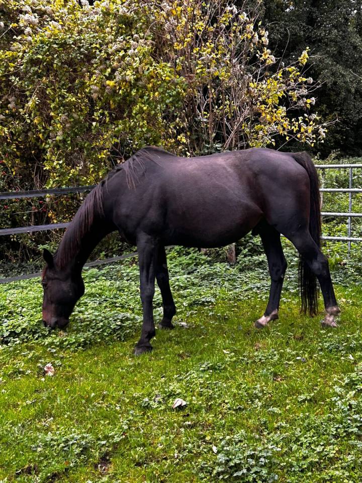 Virtuose du parc, hongre de 16ans