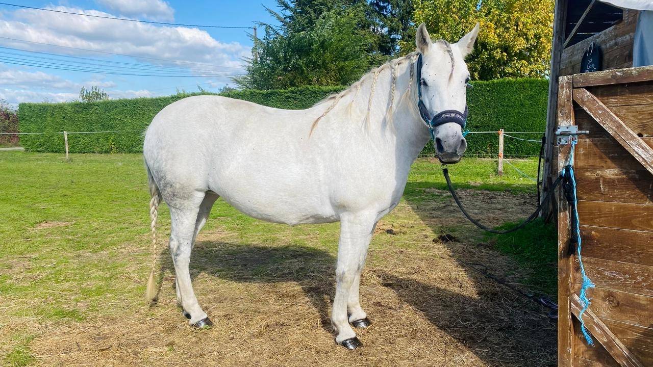 Demi pension cheval espagnol 