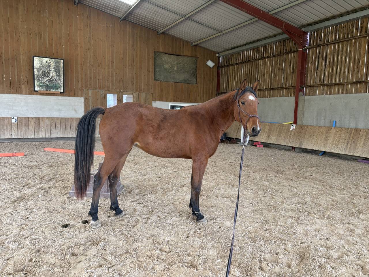 Jument Trotteuse débourrée au sulky