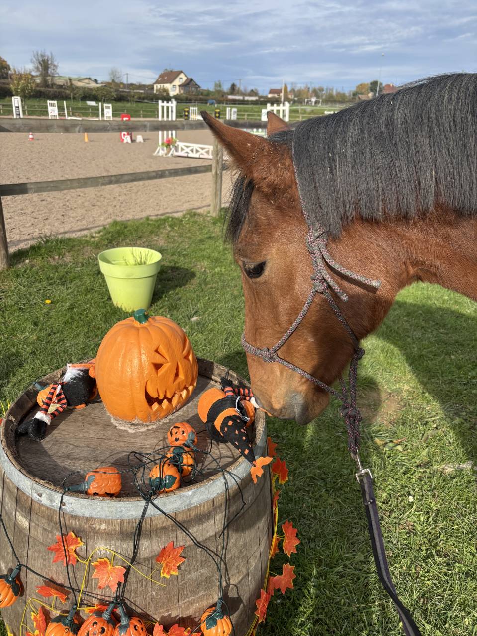 Jument Trotteuse débourrée au sulky