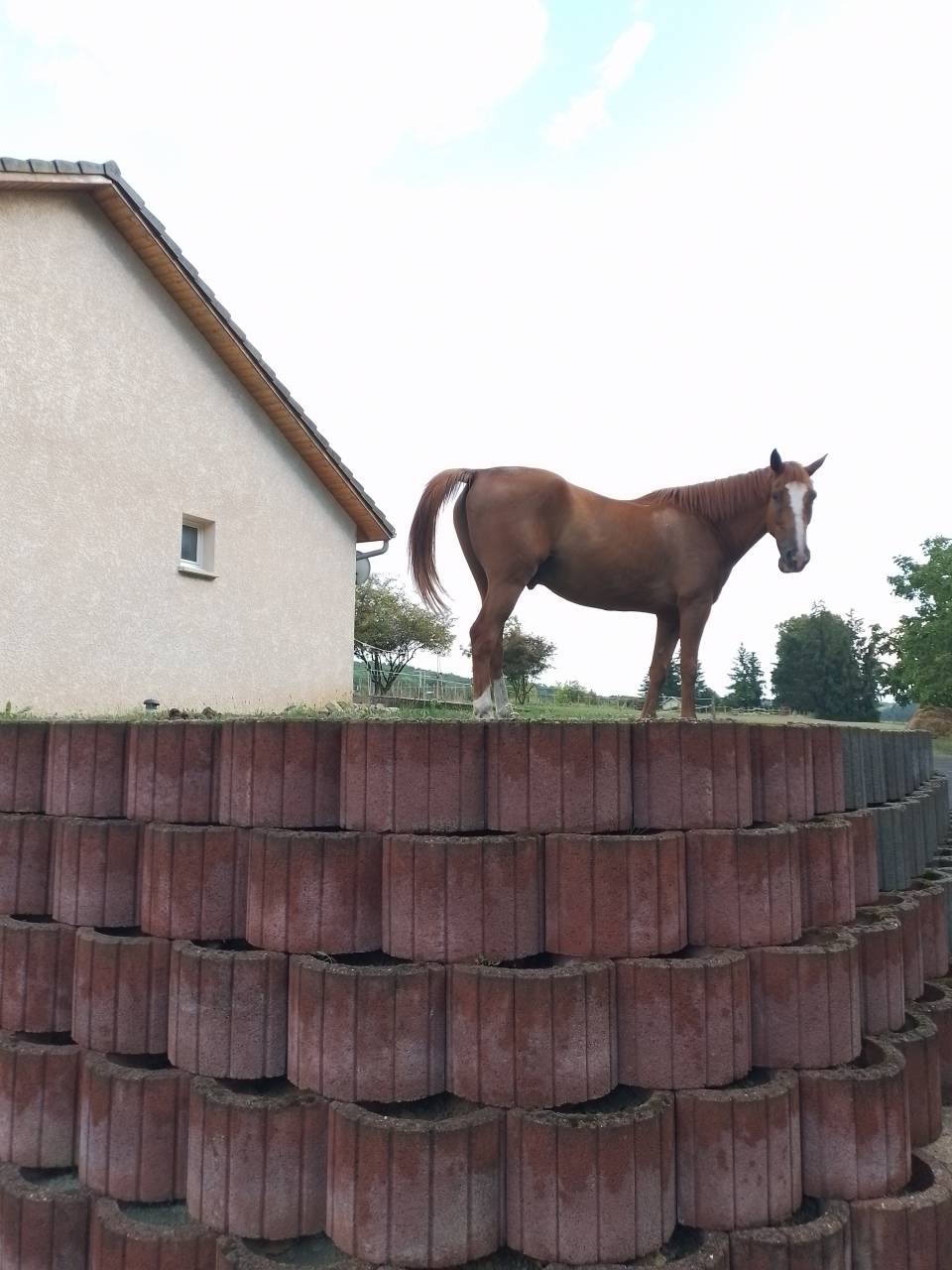 Trotteur Français Hongre