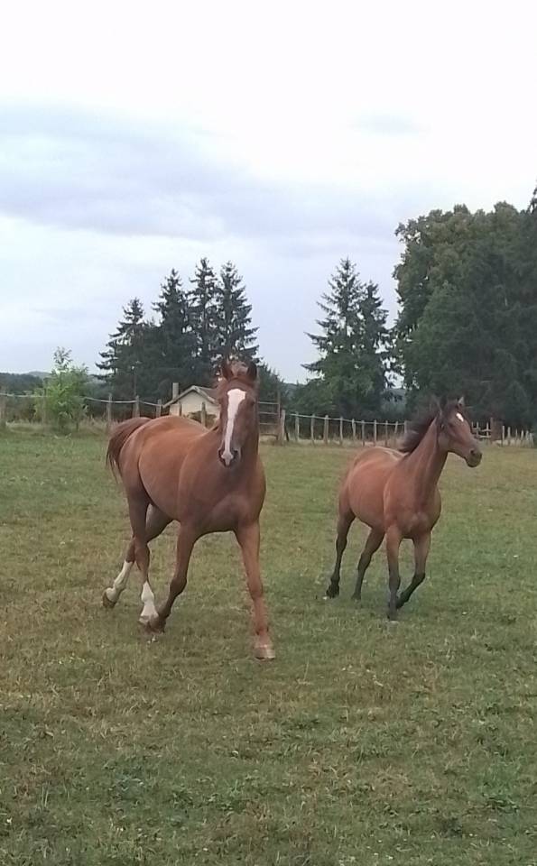 Trotteur Français Hongre