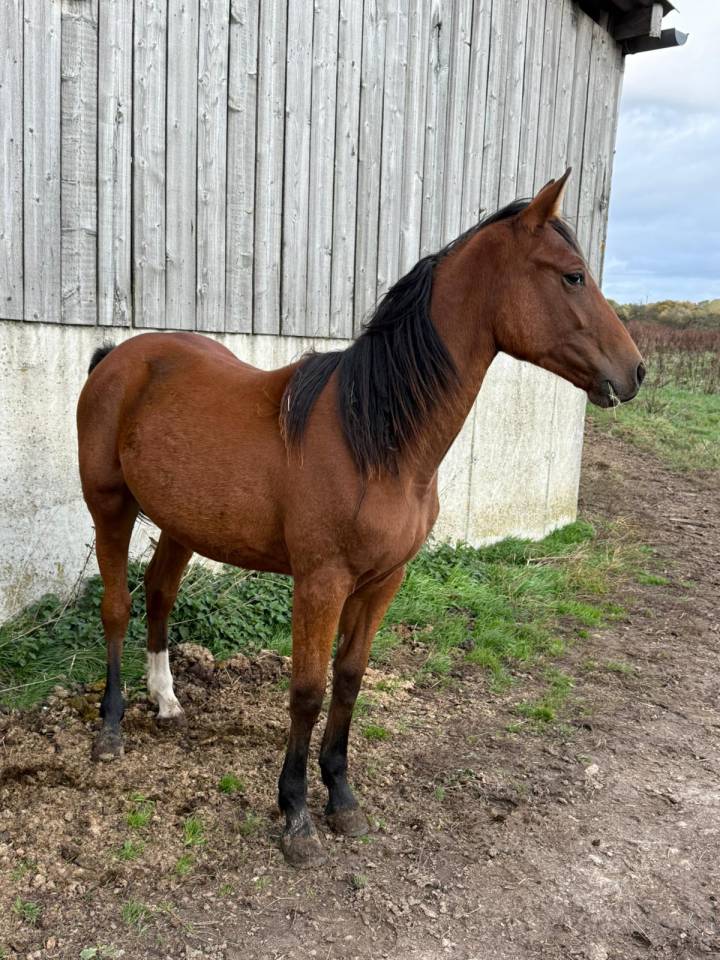 Jeune cheval née avril 2024