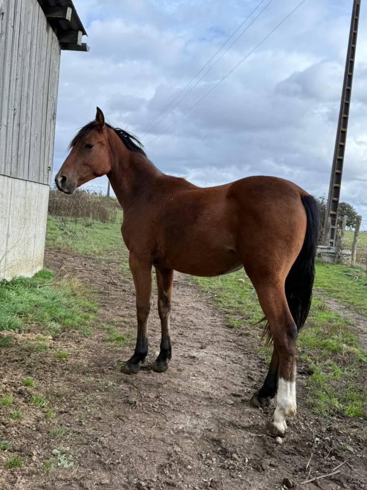 Jeune cheval née avril 2024