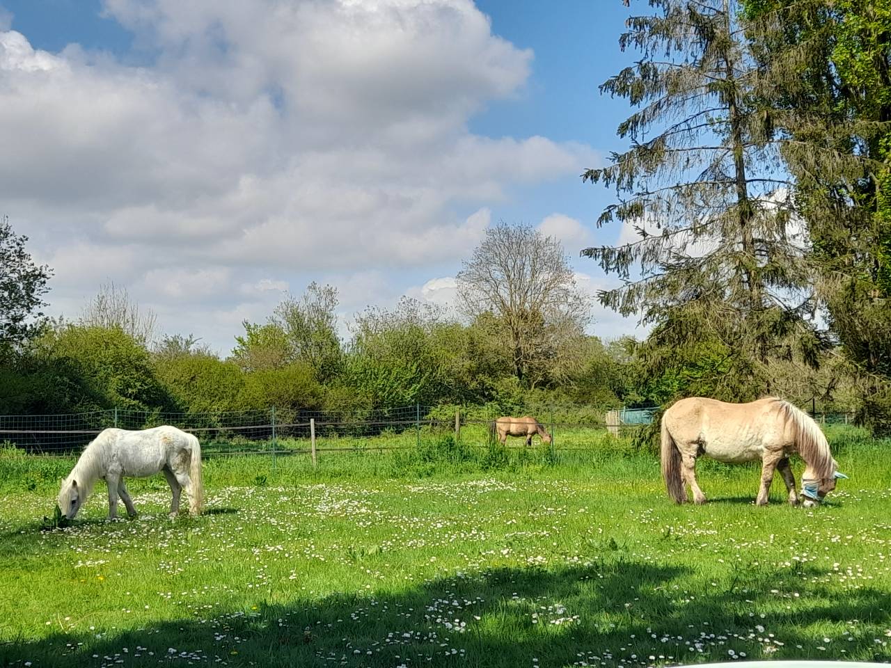 Pension chevaux &agrave; la retraite et en soins - Saint Sim&eacute;on (77)