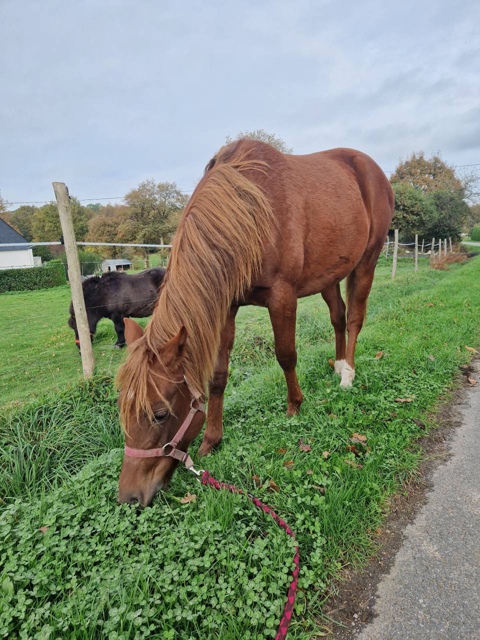 Pouliche new forest de croisement 