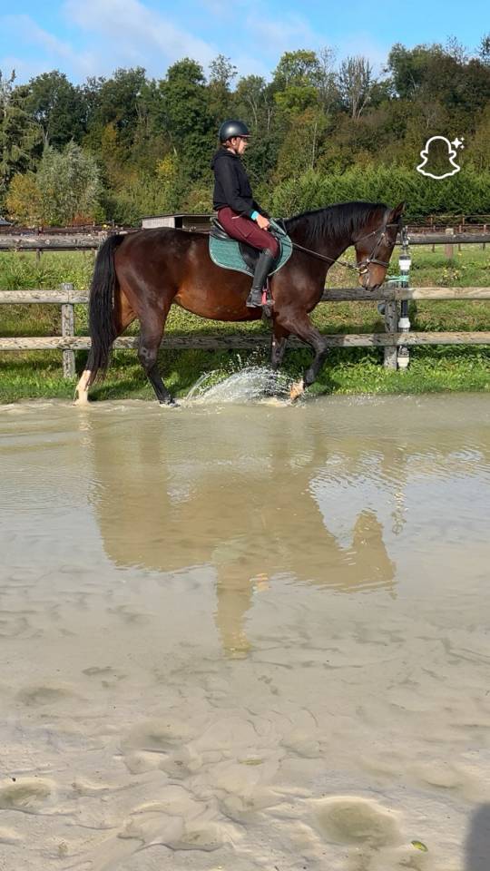 Hongre zangersheide de 4ans 