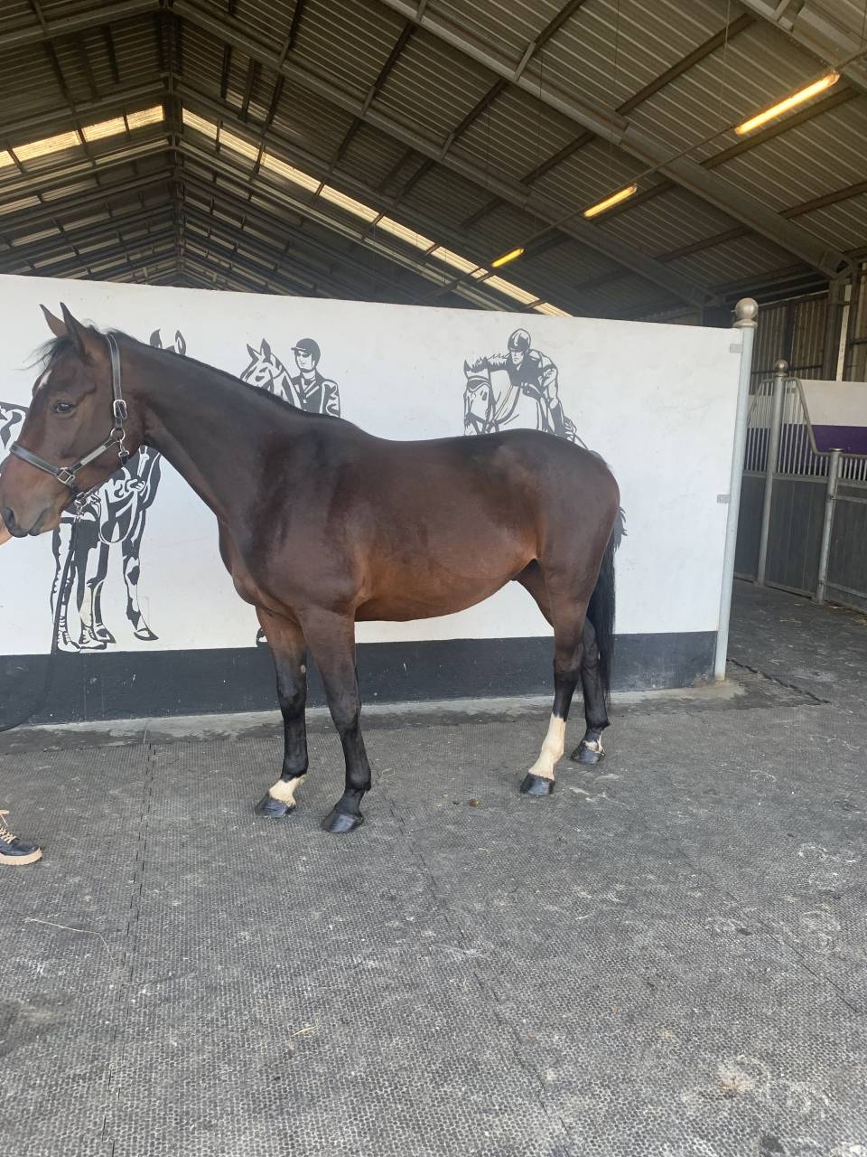 Hongre zangersheide de 4ans 