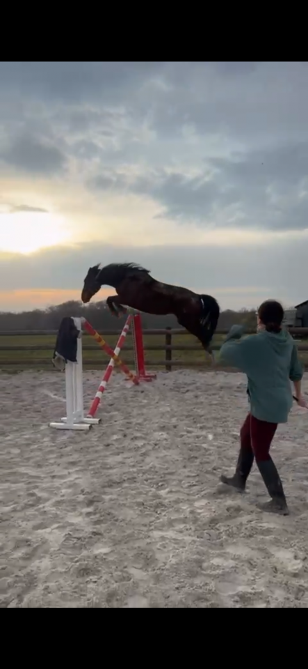 Hongre zangersheide de 4ans 