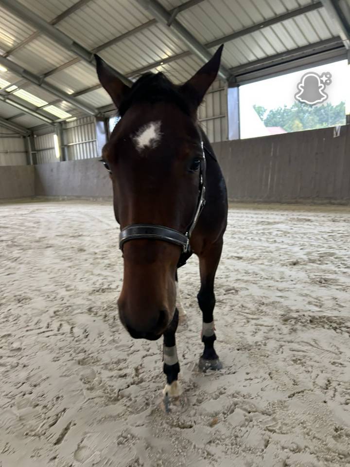 Hongre zangersheide de 4ans 