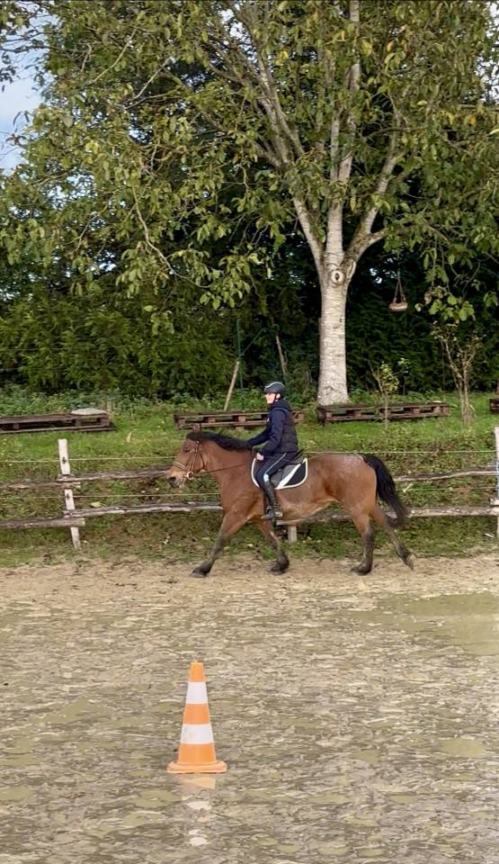 Jument porteuse 153cm 10 ans 