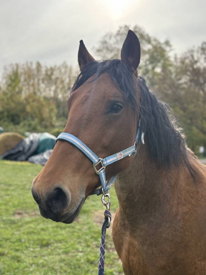 Jument porteuse 153cm 10 ans 