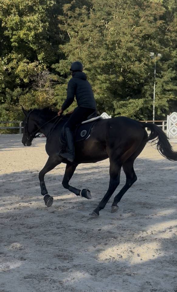 Dp cheval 2x par semaine 