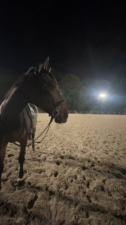 Dp cheval 2x par semaine 