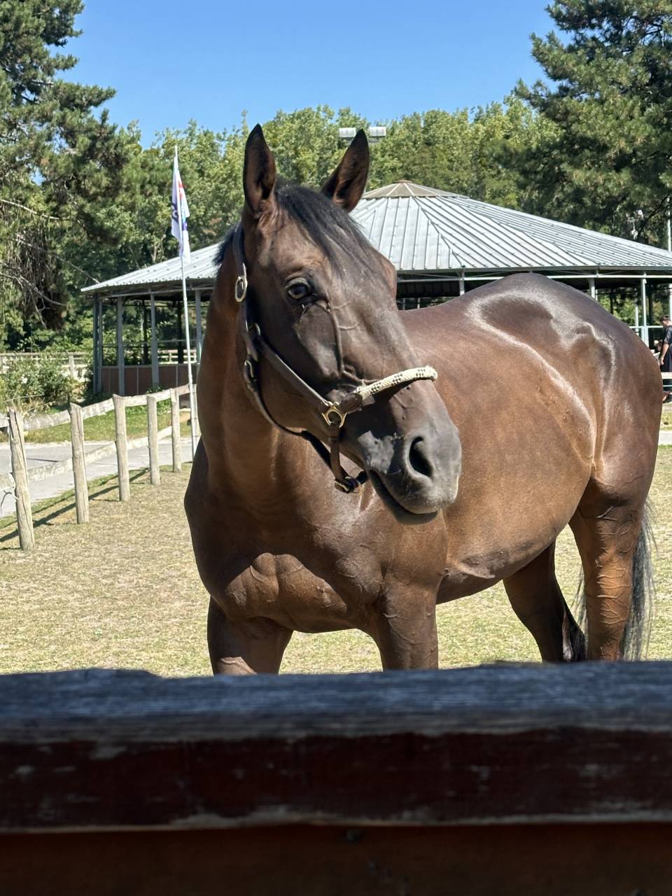 Dp cheval 2x par semaine 